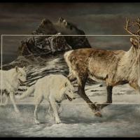 Amaruq Tuktu ( Loup Arctique & renne en inuit )  -  40 x 60 cm  -   Disponible